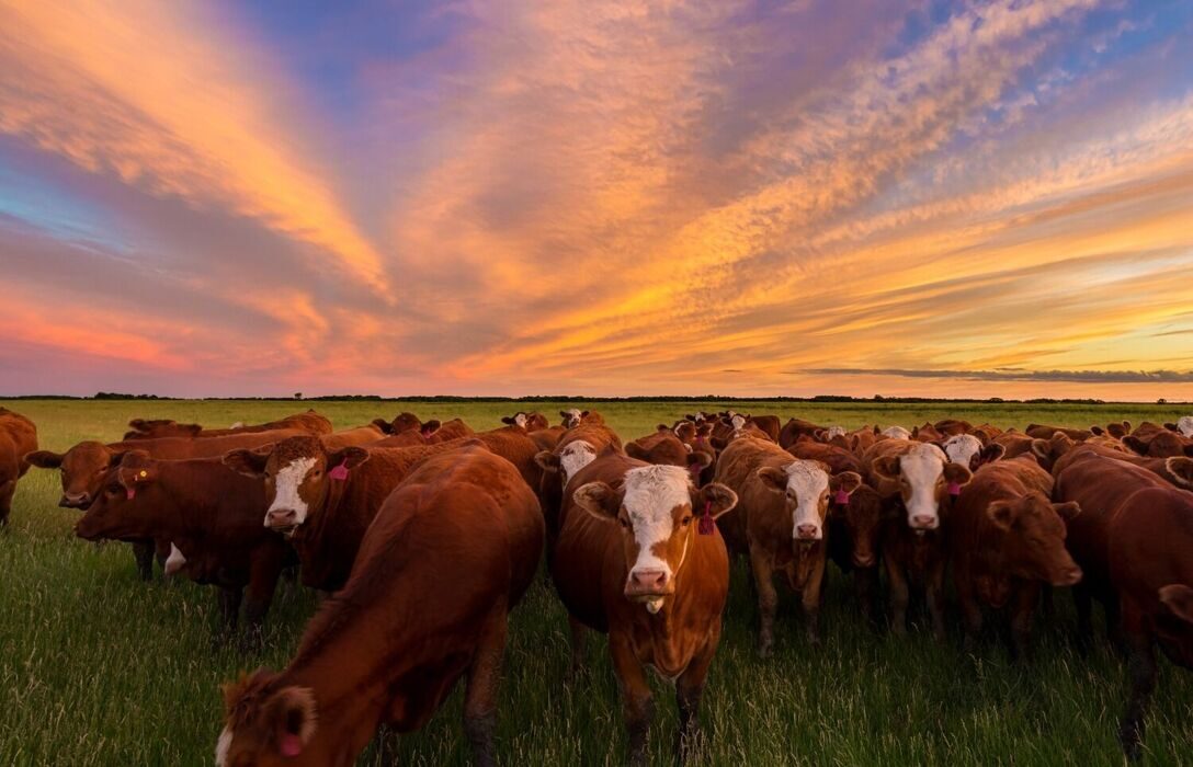 Коровы закат